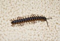 A centipede crawling on wall Royalty Free Stock Photo