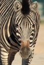 Chapman zebra