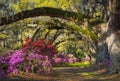 Charleston SC Spring Bloom Azalea Flowers South Carolina Plantation Garden