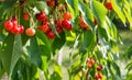 Cherry tree branch cherries hanging on a Stock Images