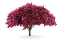 Cherry Tree Isolated On White ...