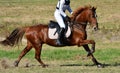 Chestnut Horse On Cross Countr...