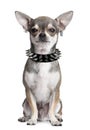 Chihuahua Pierced In Front Of ...