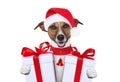Christmas Dog