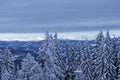 Christmas Trees