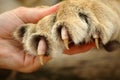 Claws Of Lion