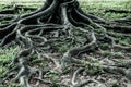 Closed Up Big Tree Roots Show ...