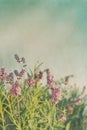 Closeup Of Lavender Flowers Wi...
