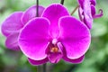 Closeup Of Orchid Flowers