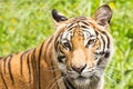 Closeup Tiger Head Shot In Nat...