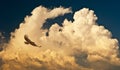 Clouds and hawk