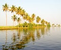 Coconut trees in a row Stock Images