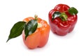 Colored Pepper On White
