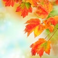 Colorful Fall Leaves Backgroun...