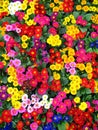 COLORFUL FLOWERS
