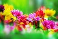 Colorful Flowers In Spring Gar...