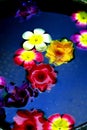 Colorful Flowers On Water