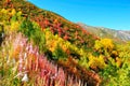 Colorful trees, Svaneti Georgia