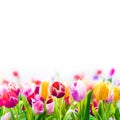 Colourful Spring Tulips On A W...