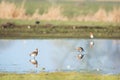 Common Redshanks In Nature