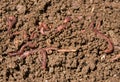 Composting Garden Worms