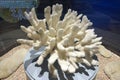 Coral Exhibited In Nature Museum