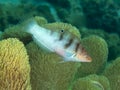 Coral fish Schroeder's Rainbow-wrasse