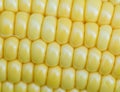 Corn Background