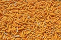 Corns For Animal Feeding