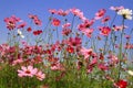 Cosmos pink flower in garden