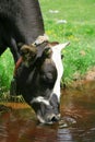 Cow On Spring