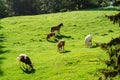 Cows and horses eating grass on a pasture Stock Photo