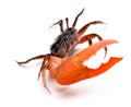 Crab