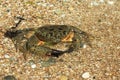 The Crab