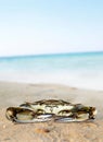 Crab