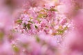 Crabapple Flowers