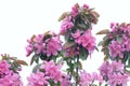 Crabapple Flowers
