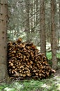 Cut Wood