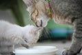 Cute Animal Lover Of Mother An...
