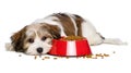 Cute Havanese puppy dog is lying beside a red bowl of dog food