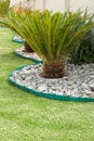 Cycad In A Rocky Garden