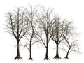 3D Trees Isolated