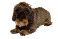 Dachshund Dog On White Backgro...