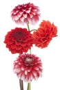 Dahlia Flowers