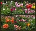 Dahlia Garden