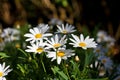 Daisy White In The Nature