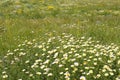 Daisy Yellow Flowers Green Nat...