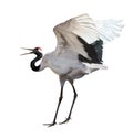 Dancing japanese crane isolated on white courtship dance background Royalty Free Stock Image