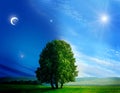 Day And Night Tree