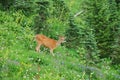 Deer in a meadow Royalty Free Stock Images